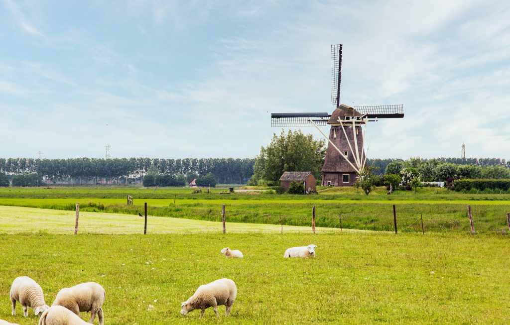 Sheep with windmill